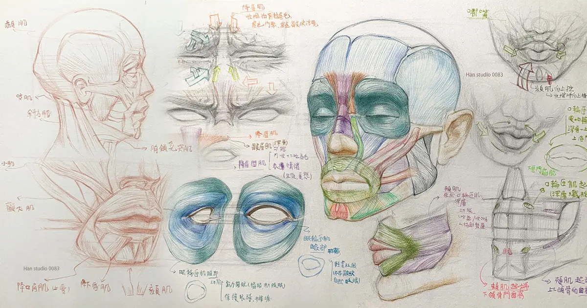 臉部肌肉 網站封面尺寸 1